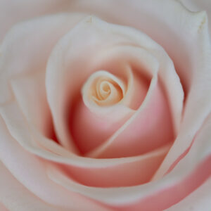 Bloemen