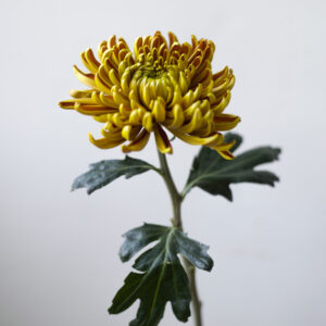 een enkele chrysant