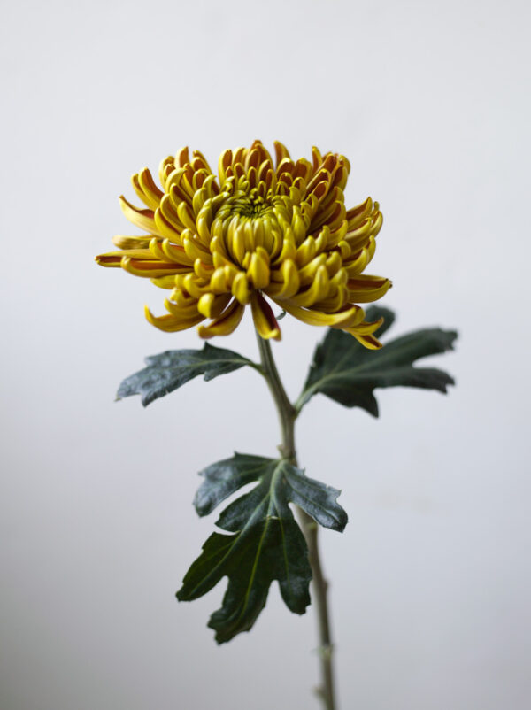 een enkele chrysant