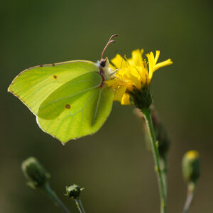citroenvlinder op bloem