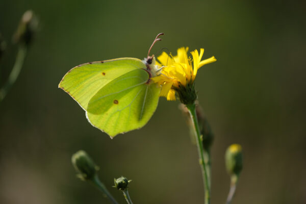 citroenvlinder op bloem