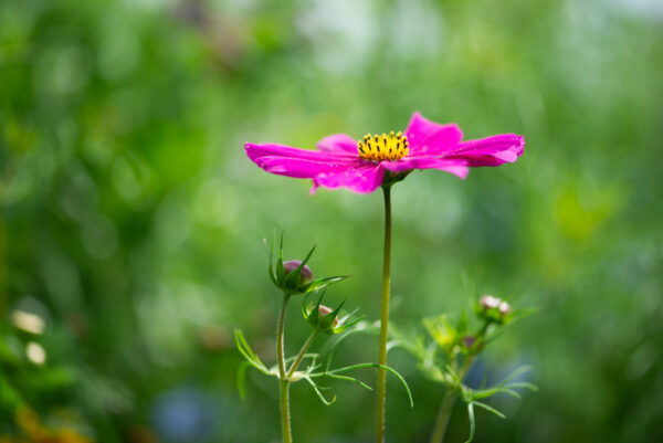 cosmea-1
