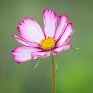 cosmea
