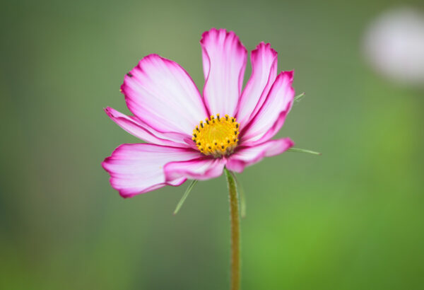 cosmea