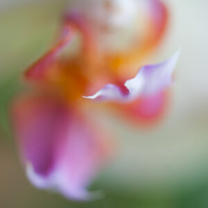 detail orchidee