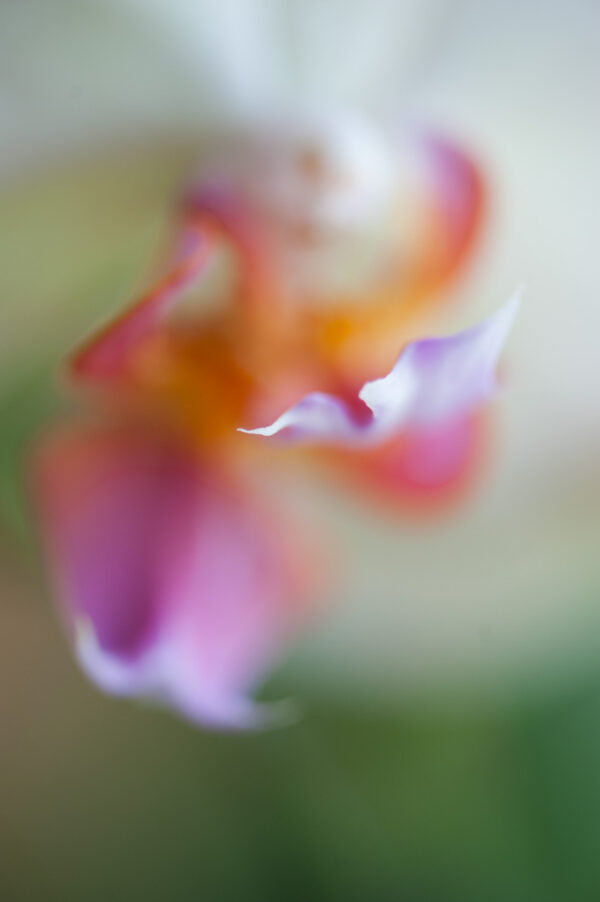 detail orchidee