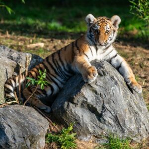 Dieren