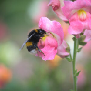 hommel in leeuwenbekje-1