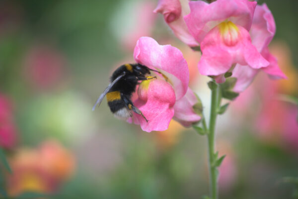 hommel in leeuwenbekje-1