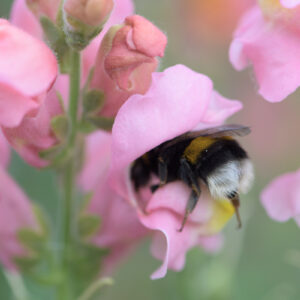 hommel in leeuwenbekje-2