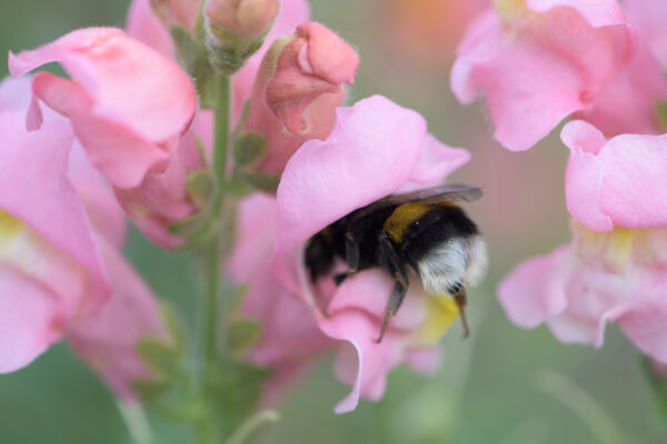 hommel in leeuwenbekje-2