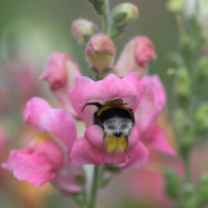 hommel in leeuwenbekje
