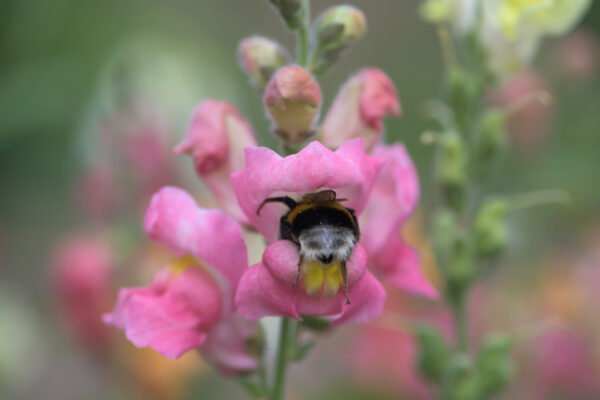 hommel in leeuwenbekje