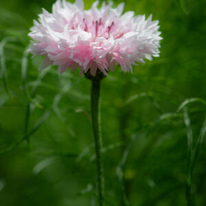korenbloem-1