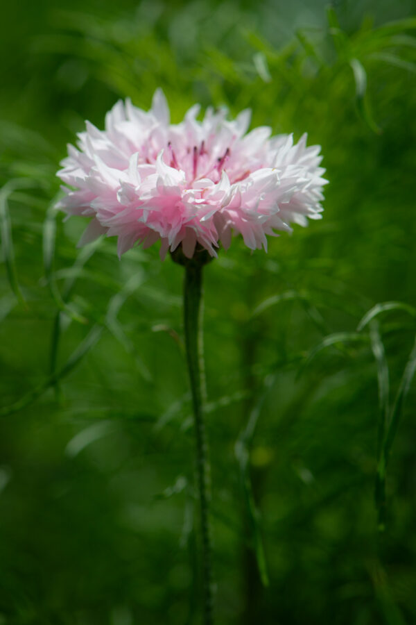 korenbloem-1