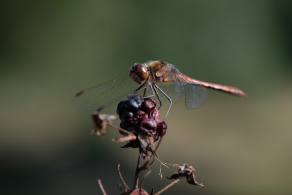libelle op braam
