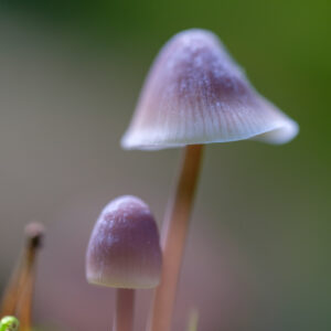 Natuur