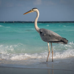 reiger in de branding