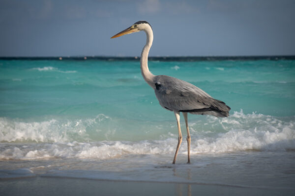 reiger in de branding