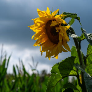 zonnebloem