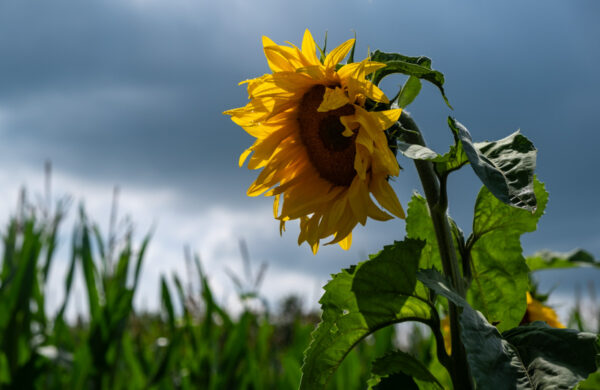 zonnebloem