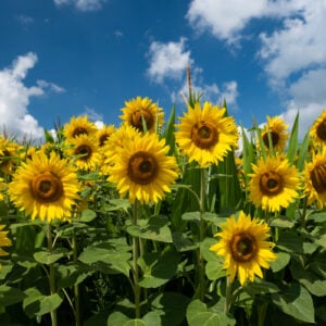zonnebloemen-3