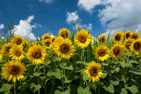 zonnebloemen-3