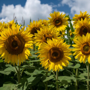 zonnebloemen-2