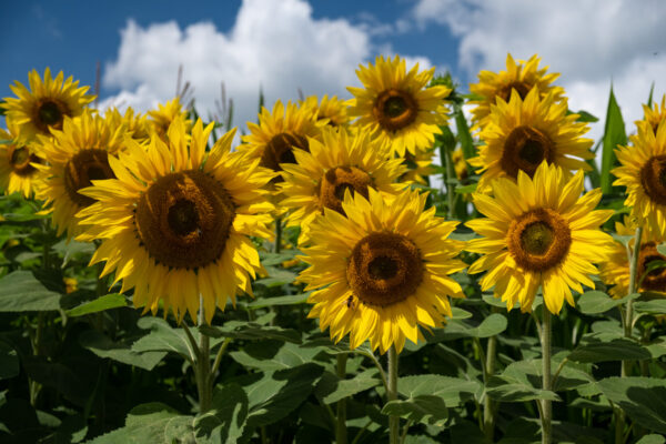zonnebloemen-2