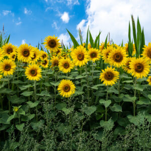 zonnebloemen