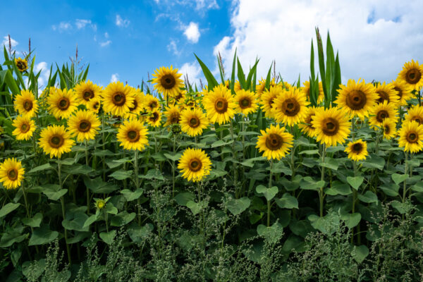 zonnebloemen