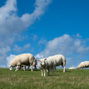 schapen op de dijk