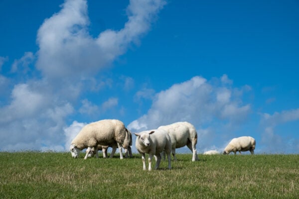 schapen op de dijk
