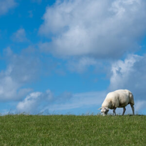 schapen op de dijk-2