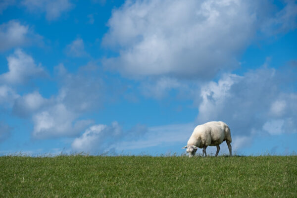 schapen op de dijk-2