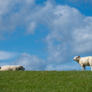 schapen op de dijk-3