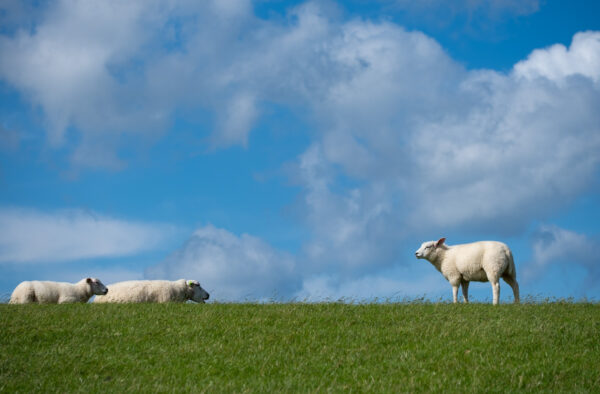 schapen op de dijk-3