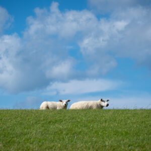 schapen op de dijk-1