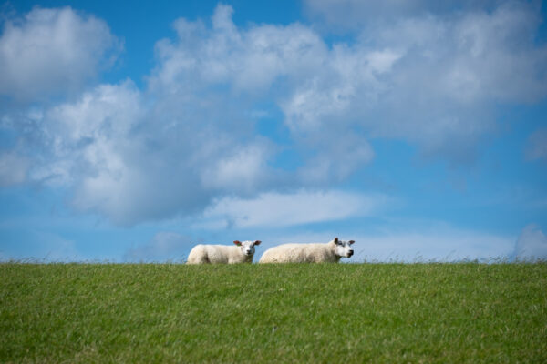 schapen op de dijk-1