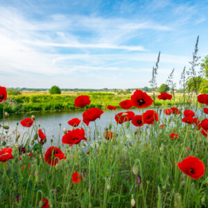 veld met klaprozen