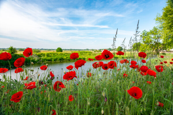 veld met klaprozen