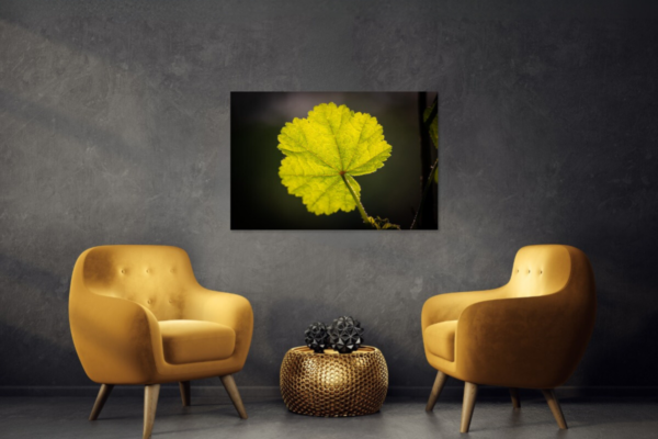 Foto op dibond van een blad in tegenlicht - Afbeelding 4