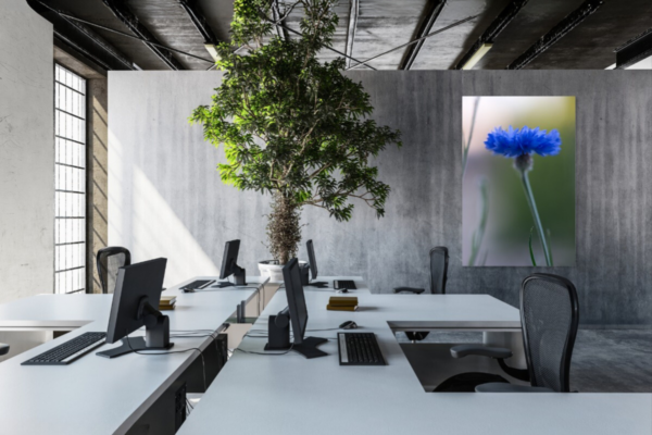 Korenbloem - Afbeelding 3