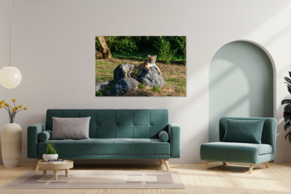 Foto op dibond van een tijgerwelp - Afbeelding 2