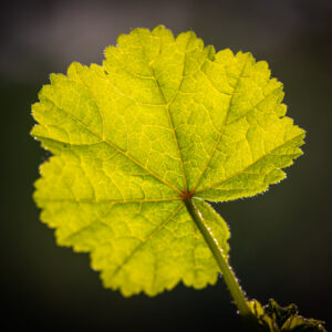 Foto op dibond van een blad in tegenlicht