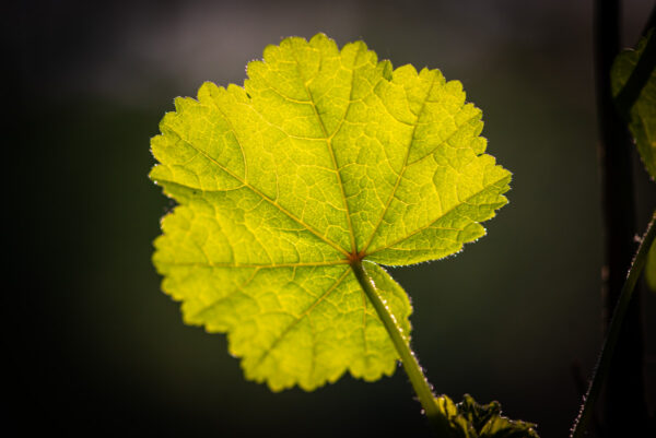 Foto op dibond van een blad in tegenlicht