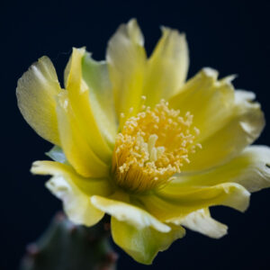 Unieke cactusbloem fotokunst op dibond