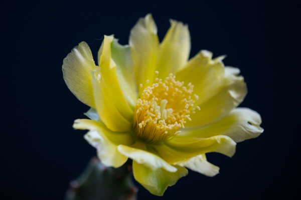 Unieke cactusbloem fotokunst op dibond