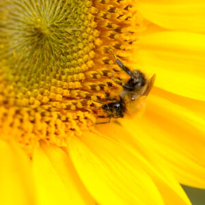 Closeup zonnebloem foto op dibond