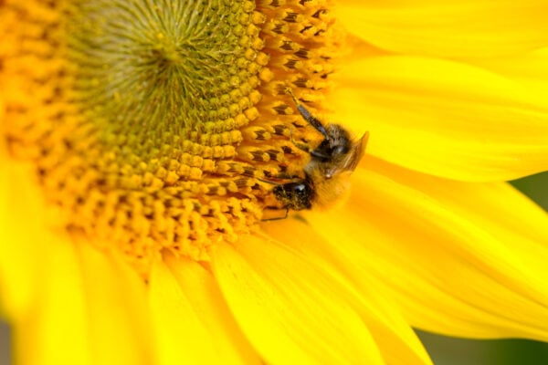 Closeup zonnebloem foto op dibond